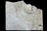 Fossil Gastropod (Viviparus) in Rock - Wyoming #67662-2